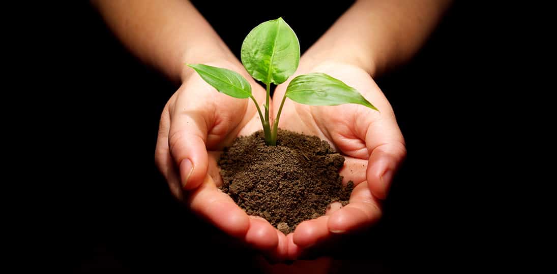 black background with cupped hands holding a young green plant with roots and soil