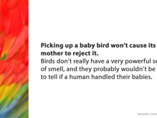 Visix-Mythbusters-Baby-Birds Free Graphic | Mythbusters | Touching a baby bird doesn't make it's mother reject it