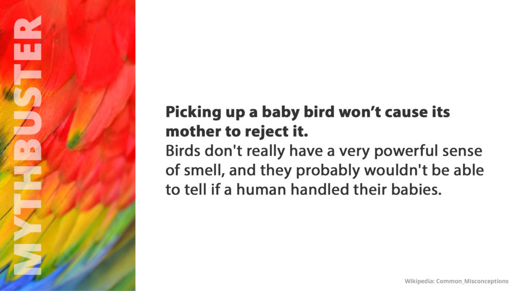 Free Graphic | Mythbusters | Touching a baby bird doesn't make it's mother reject it