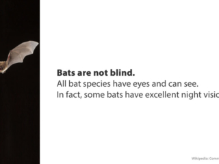 Visix-Mythbusters-Blind-Bats Free Graphic | Mythbusters | Bats aren't blind