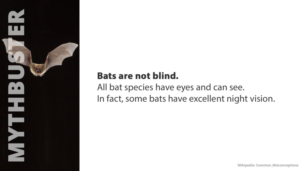 Free Graphic | Mythbusters | Bats aren&#039;t blind