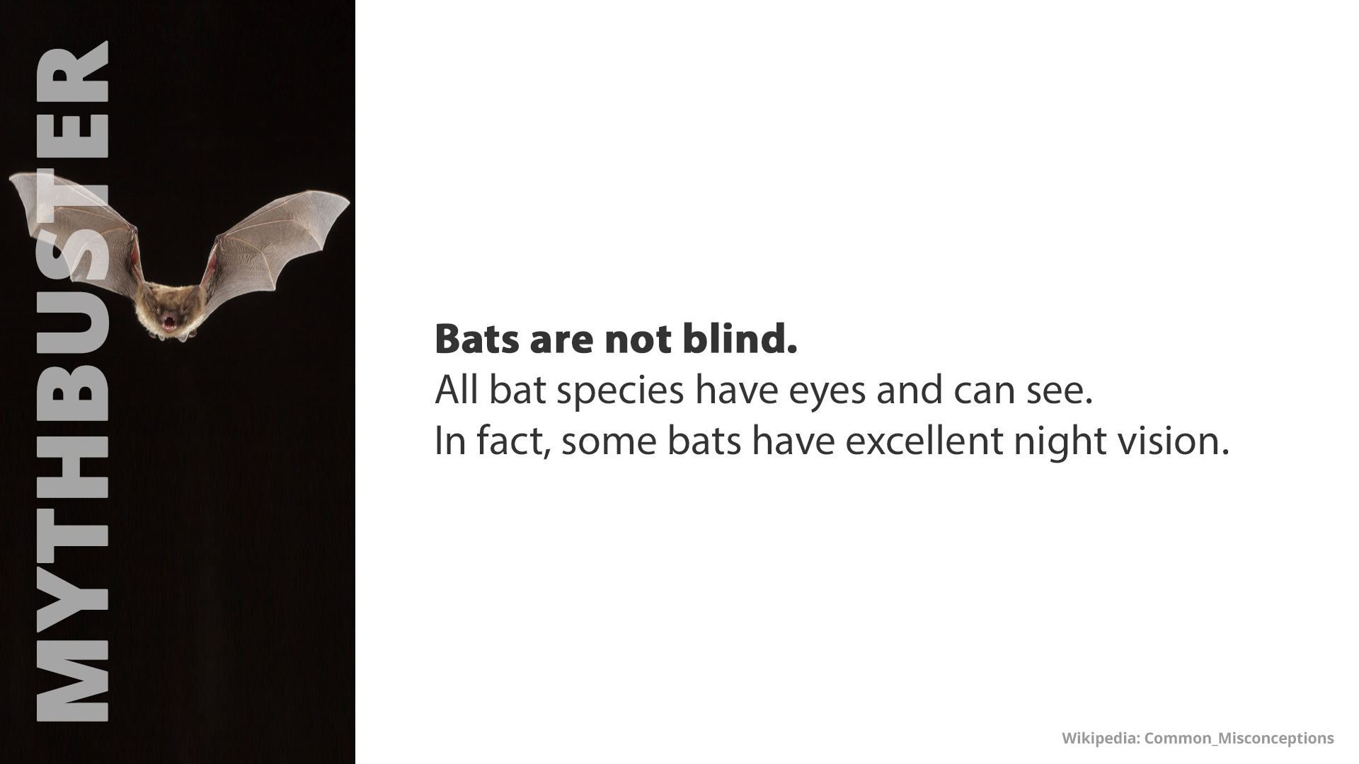 Free Graphic | Mythbusters | Bats aren't blind