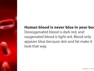 Visix-Mythbusters-Blue-Blood Free Graphic | Mythbusters | Blood is never blue inside the body