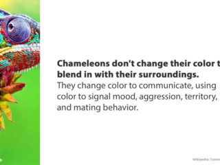Visix-Mythbusters-Chameleons-Color Free Graphic | Mythbusters | Chameleons don't change color to blend in