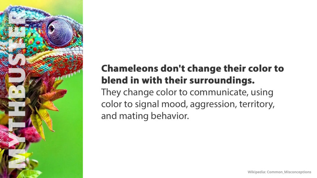 Free Graphic | Mythbusters | Chameleons don't change color to blend in