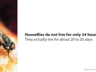 Visix-Mythbusters-Houseflies-Lifespan Free Graphic | Mythbusters | Houseflies live longer than 24 hours