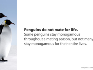 Visix-Mythbusters-Penguins-Mating Free Graphic | Mythbusters | Penguins do not mate for life