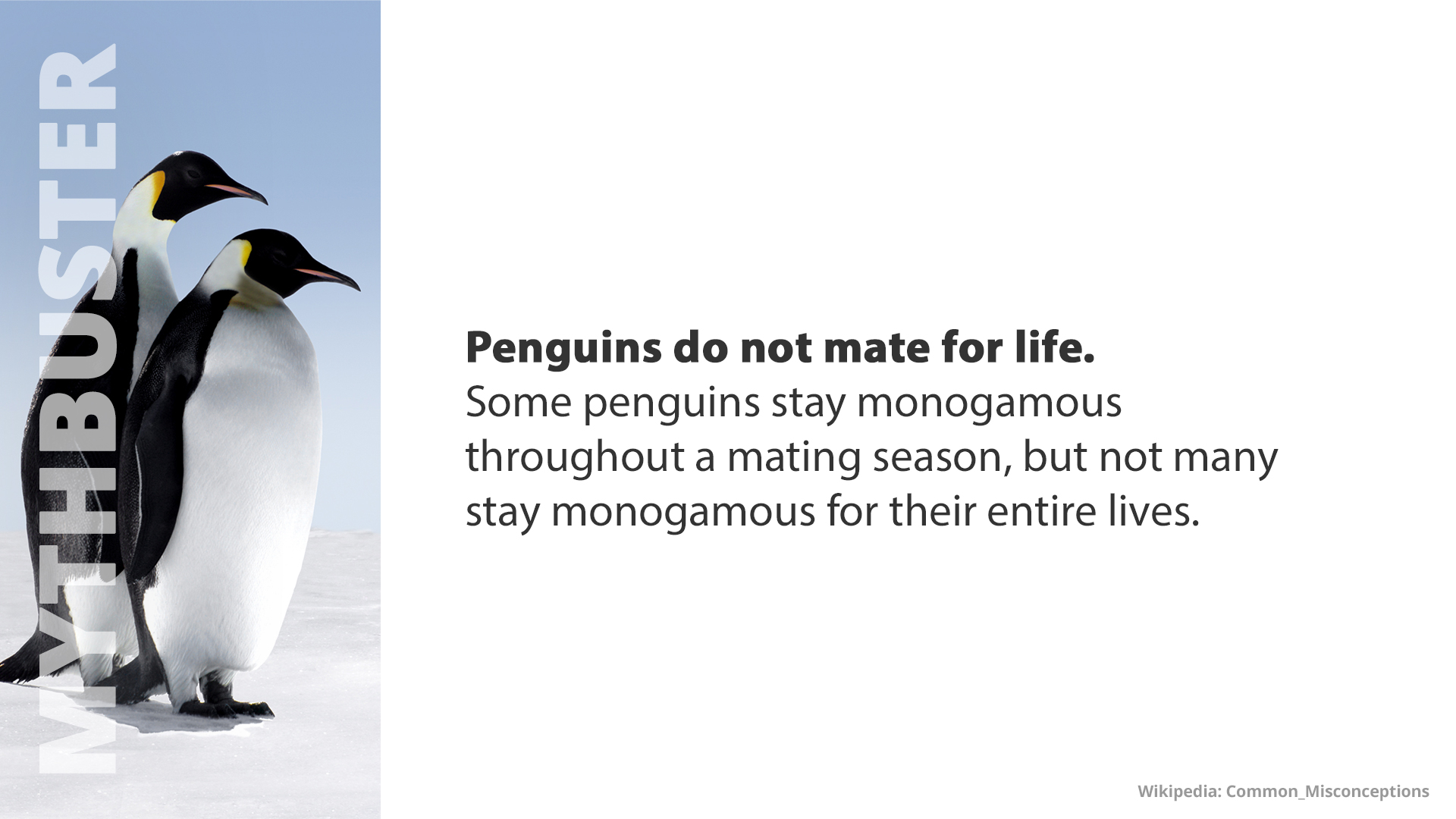 Free Graphic | Mythbusters | Penguins do not mate for life